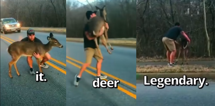 Altruistic driver got out of the car to save a scared deer