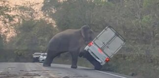 Elefante voltea a una camioneta