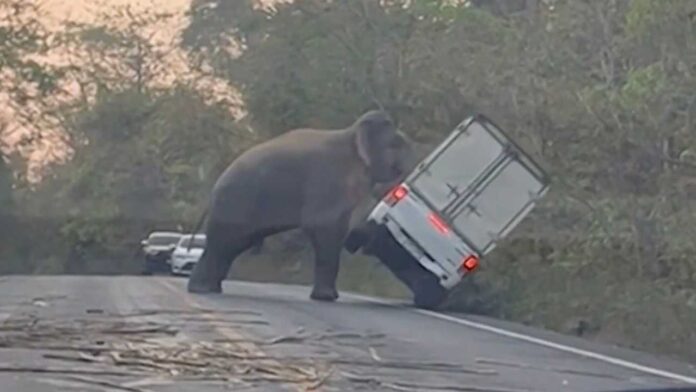 Elefante voltea a una camioneta
